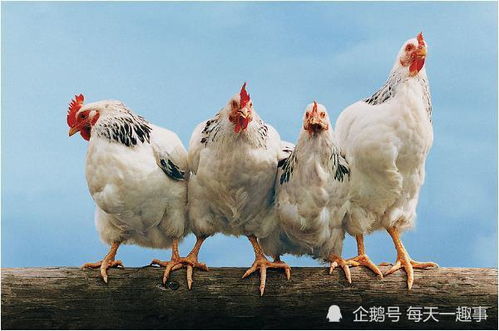 属龙和鸡的结婚吉日:龙年鸡月,天作之合的生肖婚配指南 属龙和鸡的结婚吉日:龙年鸡月,天作之合的生肖婚配指南