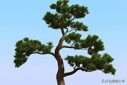 松树图片:松韵长青,松树图片中的自然诗篇 松树图片:松韵长青,松树图片中的自然诗篇