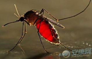 梦见蚊子咬自己被打死:梦境解析,梦见蚊子咬自己被打死,背后隐藏着什么心理暗示? 梦见蚊子咬自己被打死:梦境解析,梦见蚊子咬自己被打死,背后隐藏着什么心理暗示?