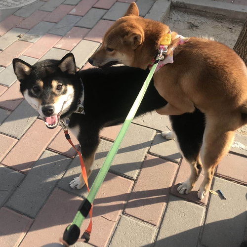 梦见自己被狗咬了腿是什么征兆:梦见自己被狗咬了腿是什么征兆? 梦见自己被狗咬了腿是什么征兆:梦见自己被狗咬了腿是什么征兆?