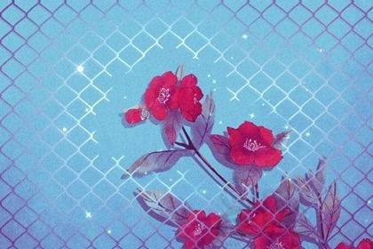 属兔桃花姻缘在哪个方位:属兔桃花姻缘在哪个方位?命理师为你解析2025年最佳桃花方向 属兔桃花姻缘在哪个方位:属兔桃花姻缘在哪个方位?命理师为你解析2025年最佳桃花方向