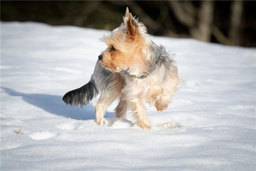 梦到狗咬自己的腿是什么意思：解密梦境，梦到狗咬腿，这些隐藏信息你读懂了吗？