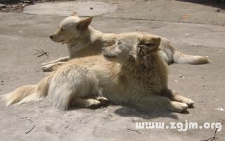 梦到狗咬自己的腿是什么意思：解密梦境，梦到狗咬腿，这些隐藏信息你读懂了吗？