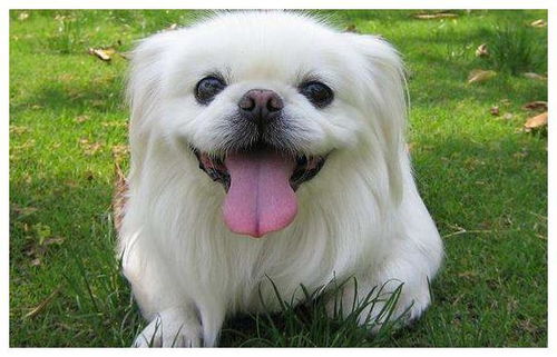 94年属狗女头婚不长久：94年属狗女命头婚需警惕，三大隐患或致婚姻折戟，破局关键早知晓