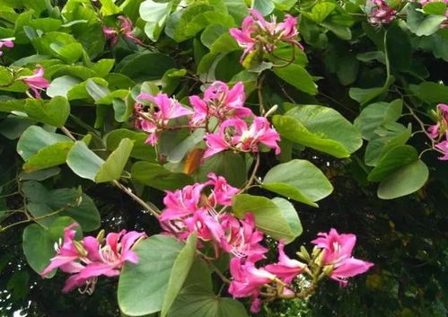 羊蹄甲:羊蹄甲,热带雨林中的药用宝藏 羊蹄甲:羊蹄甲,热带雨林中的药用宝藏