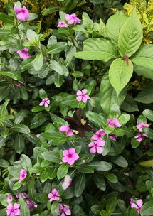 羊蹄甲:羊蹄甲,热带雨林中的药用宝藏 羊蹄甲:羊蹄甲,热带雨林中的药用宝藏