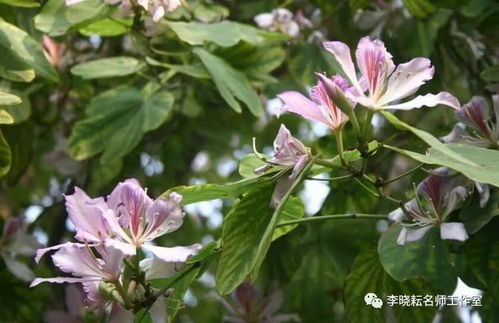 羊蹄甲:羊蹄甲,热带雨林中的药用宝藏 羊蹄甲:羊蹄甲,热带雨林中的药用宝藏