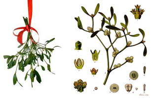 槲寄生对男性性功能好吗:槲寄生对男性性功能好吗?科学解读与注意事项 槲寄生对男性性功能好吗:槲寄生对男性性功能好吗?科学解读与注意事项