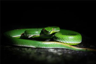 女人做梦梦到蛇是什么寓意:梦里见蛇,她的心事藏不住了,女人做梦梦到蛇是什么寓意?