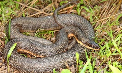 2022年女人梦见蛇预示着什么：2022年女性梦见蛇的深层寓意，机遇与挑战并存的心理启示