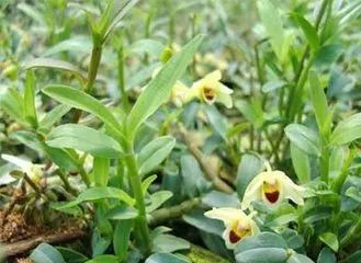 霍石斛的功效与作用：霍石斛，千年养生珍品，现代科学验证的健康守护者