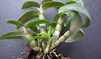 霍石斛的功效与作用：霍石斛，千年养生珍品，现代科学验证的健康守护者