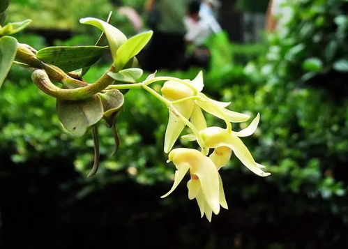 霍石斛的功效与作用：霍石斛，千年养生珍品，现代科学验证的健康守护者