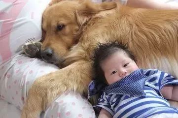 孕妇梦见狗往身上扑：孕妇梦见狗往身上扑，解梦与应对