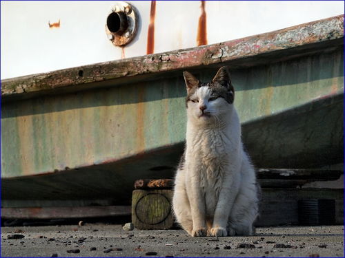 梦见自己被猫咬了:梦见自己被猫咬了,潜意识中的隐喻与警示