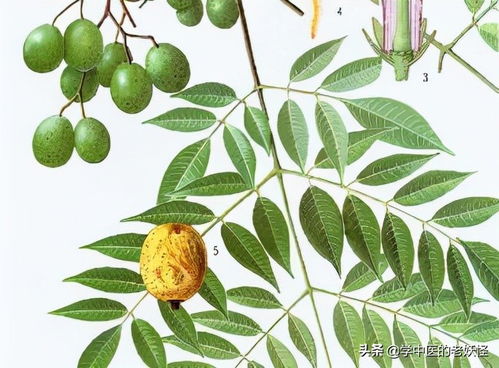 细辛的功能与主治:细辛,一味辛温药材的药性与临床应用 细辛的功能与主治:细辛,一味辛温药材的药性与临床应用