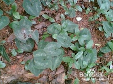 细辛的功能与主治:细辛,一味辛温药材的药性与临床应用