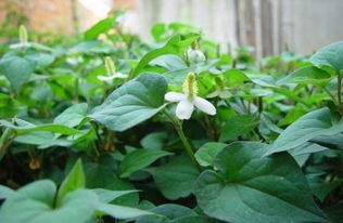 细辛的功能与主治:细辛,一味辛温药材的药性与临床应用 细辛的功能与主治:细辛,一味辛温药材的药性与临床应用