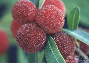 孕妇可以吃杨梅吗:孕妇可以吃杨梅吗?
