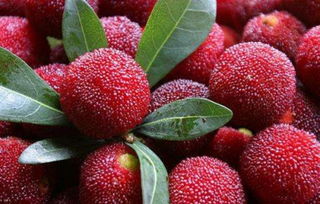 孕妇可以吃杨梅吗：孕妇可以吃杨梅吗？