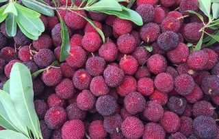 孕妇可以吃杨梅吗：孕妇可以吃杨梅吗？