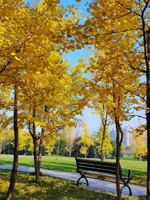 十二星座手办盲盒:星座迷必入!十二星座手办盲盒,开启你的星月奇遇指南 十二星座手办盲盒:星座迷必入!十二星座手办盲盒,开启你的星月奇遇指南