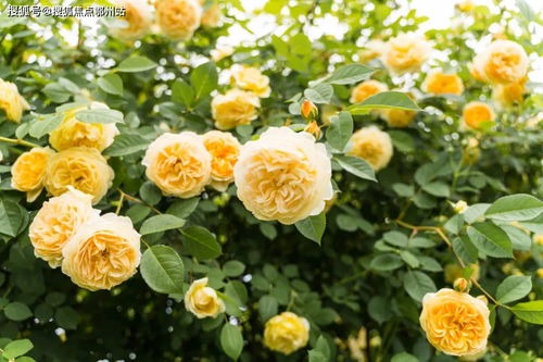 带牙套多少钱:带牙套到底要花多少钱?全面解析与省钱攻略