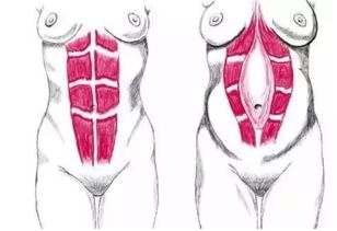 胸下坠怎么恢复:胸下垂怎么恢复?这些方法或许能帮你重拾自信! 胸下坠怎么恢复:胸下垂怎么恢复?这些方法或许能帮你重拾自信!