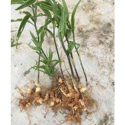 药材公司收各种中药材电话:专业药材公司高价收购中药材,联系电话XXX