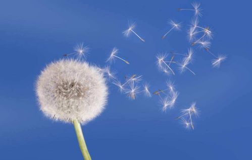 梦见玻璃炸裂是好兆头:梦里玻璃碎了,其实是好兆头? 梦见玻璃炸裂是好兆头:梦里玻璃碎了,其实是好兆头?