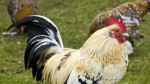 属鸡人命最差农历月份:属鸡人2024年最差农历月份解析,避开这五个月,化解运势困局