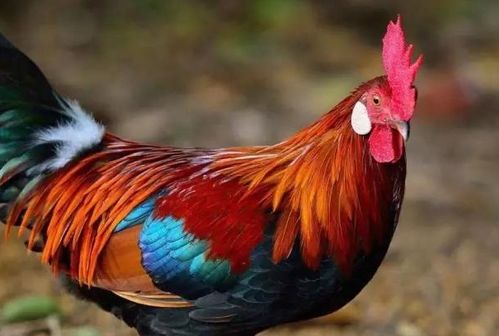 属鸡人命最差农历月份:属鸡人2024年最差农历月份解析,避开这五个月,化解运势困局 属鸡人命最差农历月份:属鸡人2024年最差农历月份解析,避开这五个月,化解运势困局