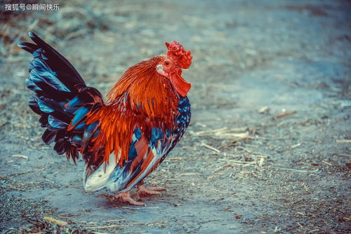 属鸡人命最差农历月份:属鸡人2024年最差农历月份解析,避开这五个月,化解运势困局 属鸡人命最差农历月份:属鸡人2024年最差农历月份解析,避开这五个月,化解运势困局