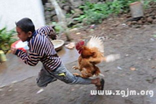 梦见鸡啄我:梦里被鸡啄,醒来后我明白了 梦见鸡啄我:梦里被鸡啄,醒来后我明白了