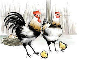 梦见鸡啄我:梦里被鸡啄,醒来后我明白了