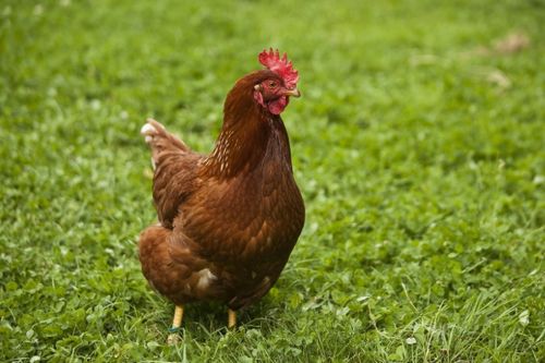 97年属什么今年多大:97年出生属鸡?2023年真实年龄揭秘,属相与年龄全解析