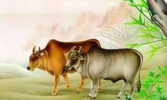 属马人一生的克星:属马人一生的克星,生肖相冲与五行相克的三大劫数解析