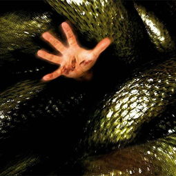 男人梦见蛇是什么预兆蛇被打死了:男人梦见蛇被打死,解密梦境中的隐藏预兆