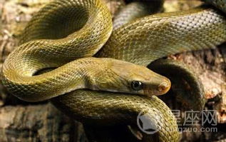 梦见打死蛇是什么意思:梦见打死蛇的寓意,传统文化与心理学的双重解读 梦见打死蛇是什么意思:梦见打死蛇的寓意,传统文化与心理学的双重解读