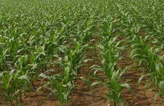 一年一收的旱地药材品种:旱地药材种植指南,一年一收的高效选择