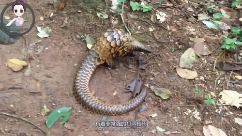 梦见打死蟒蛇是什么意思:梦见打死蟒蛇,潜意识中的力量与自我和解