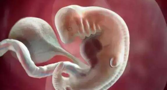 怀孕5个月胎儿图片:怀孕5个月,胎儿发育全解析,这些图片让你更了解宝宝的成长! 怀孕5个月胎儿图片:怀孕5个月,胎儿发育全解析,这些图片让你更了解宝宝的成长!