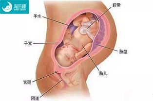 怀孕5个月胎儿图片：怀孕5个月，胎儿发育全解析，这些图片让你更了解宝宝的成长！