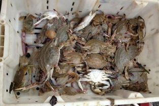 梦见螃蟹是什么意思周公解梦：梦见螃蟹是什么意思？周公解梦为你解析