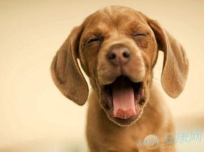 82年狗42岁开始转运了吗:82年属狗人42岁转运指南,中年觉醒与人生新篇