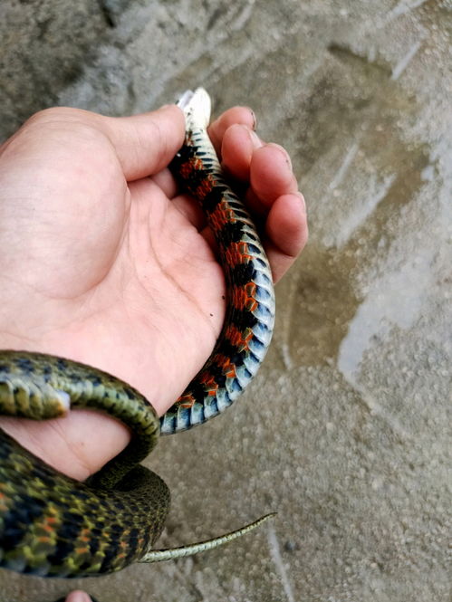 为什么大多数孕妇都会梦见蛇：为什么大多数孕妇都会梦见蛇？梦境背后的生理、心理与文化解读