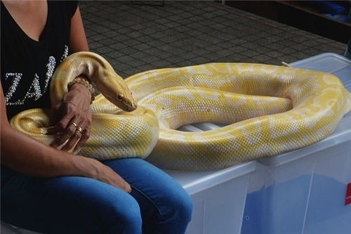 为什么大多数孕妇都会梦见蛇：为什么大多数孕妇都会梦见蛇？梦境背后的生理、心理与文化解读