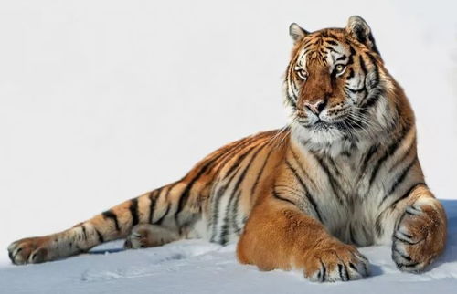 生肖虎姻缘运气怎么样:虎年姻缘运势解析,属虎人的情感密码,一探究竟!