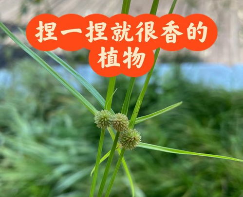 三棱草和香附子的区别：三棱草与香附子，植物形态、药用价值与安全使用的全面解析