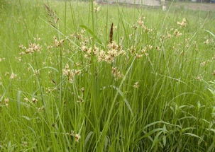 三棱草和香附子的区别:三棱草与香附子,植物形态、药用价值与安全使用的全面解析